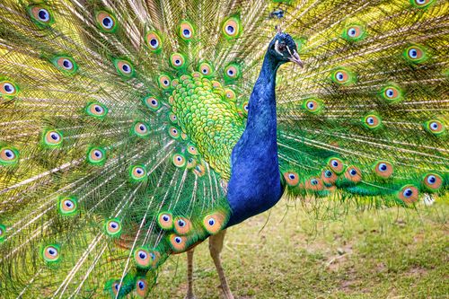 Free Stunning peacock with vibrant feathers showcasing its colorful plumage outdoors. Stock Photo