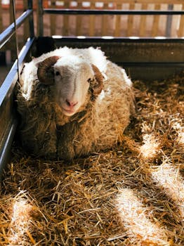 A sunlit sheep resting in a barn with golden straw. Captured in London.