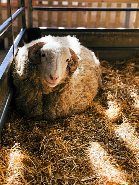 A sunlit sheep resting in a barn with golden straw. Captured in London.