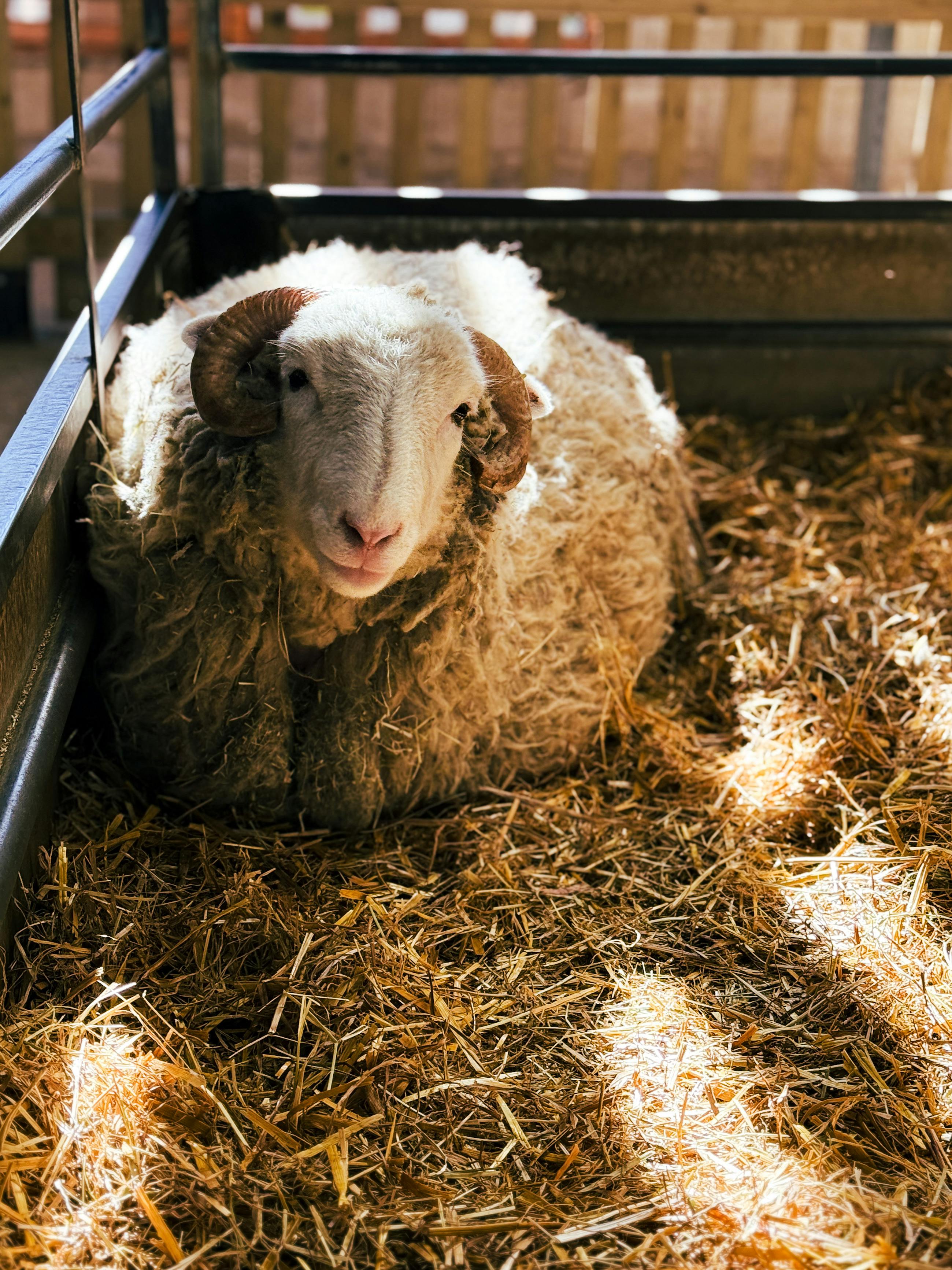 Gratuit Moutons Sous La Lumière Cinématographique Photos