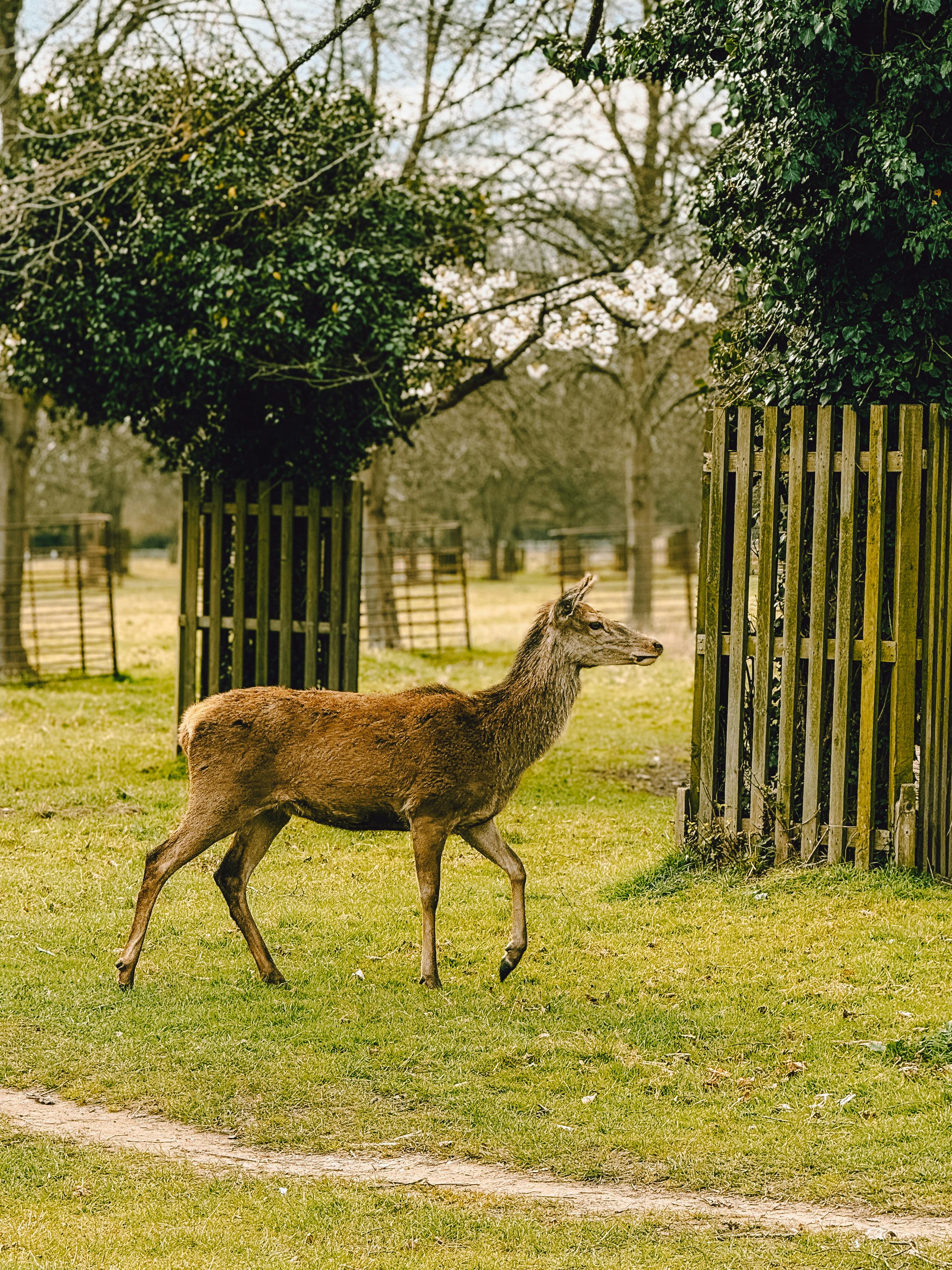 A peaceful red deer walking through Richmond Park, England, showcasing natural beauty.