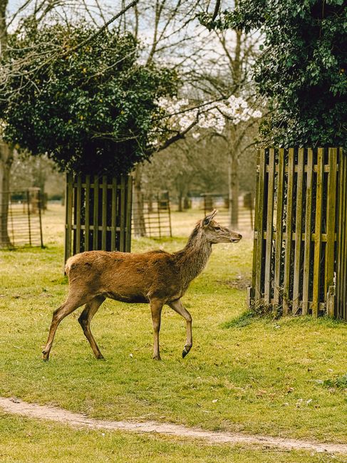 A peaceful red deer walking through Richmond Park, England, showcasing natural beauty.