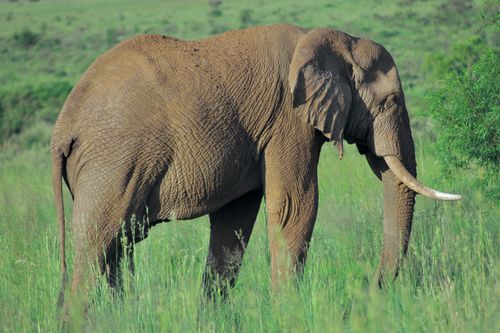 Free A majestic African elephant standing in lush green grasslands. Stock Photo