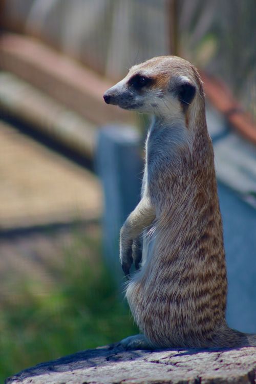 Free A meerkat standing on a rock, showcasing its vigilant posture in a natural habitat. Stock Photo