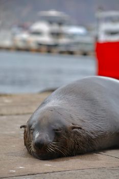 A seal rests peacefully on a dock with blurred boats in the background.