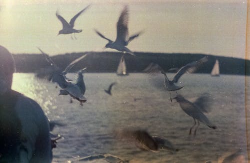 Free Flight of Birds Fling Near Body of Water Stock Photo