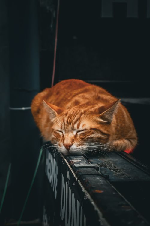 Free A peaceful ginger cat sleeping on an urban ledge, evoking tranquility in a bustling city environment. Stock Photo