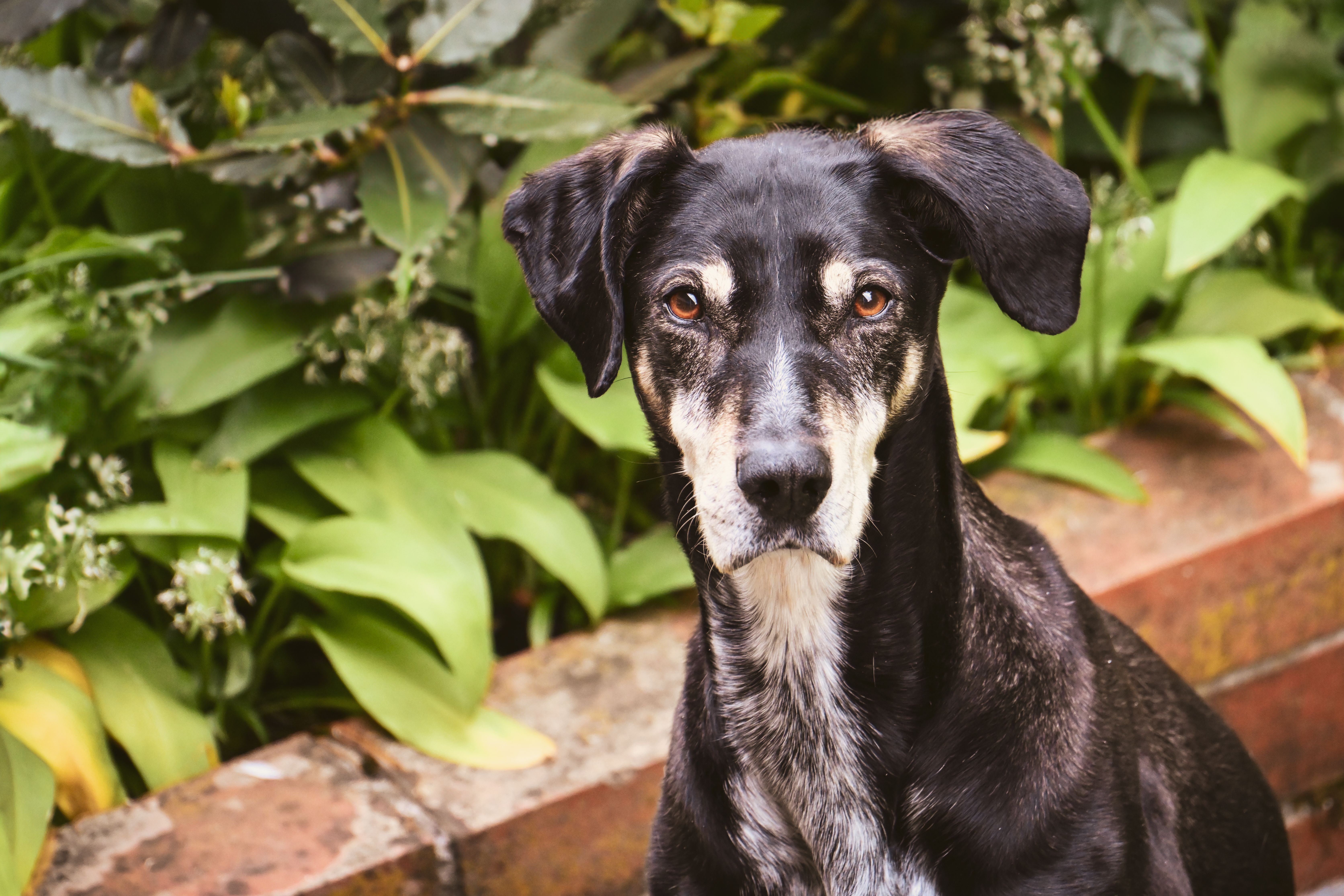 Veterinary care for a dog