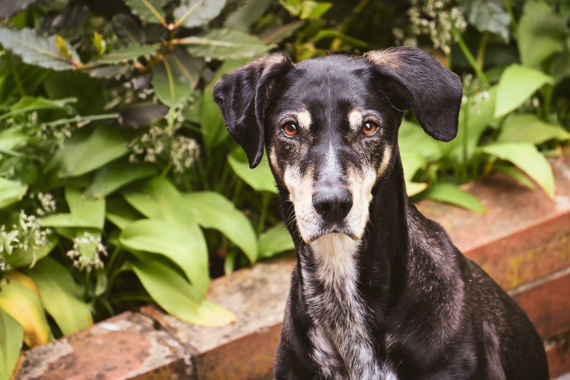 Veterinary care for a dog