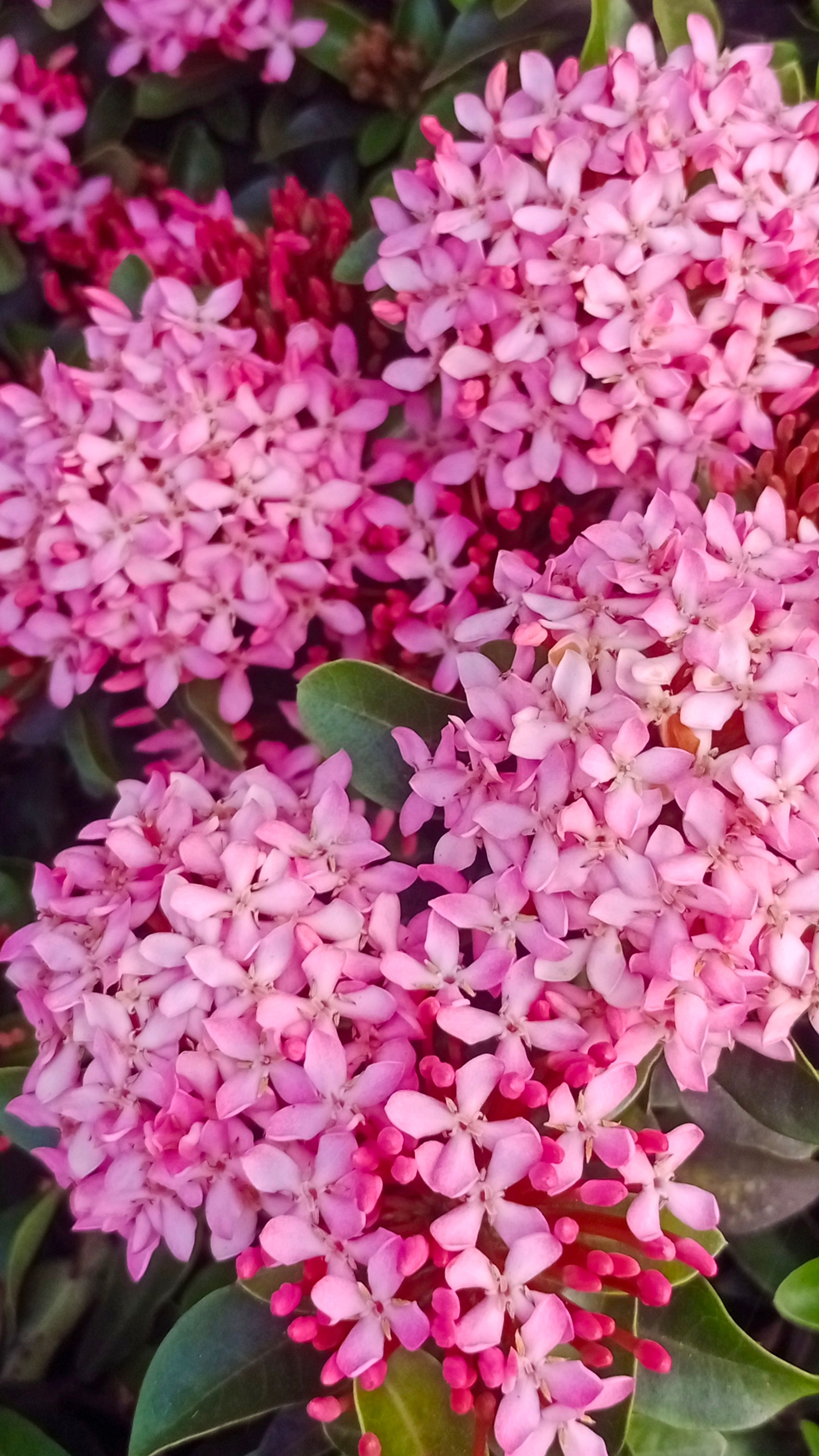 [ColoSach]-beautiful-cluster-of-pink-ixora-flowers-in-full-bloom-with-lush-green-leaves.
