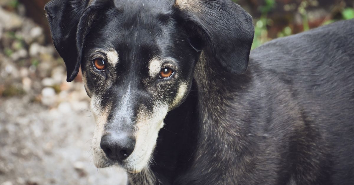 Best Glucosamine Supplement for Dogs: Top Picks for Joint Health & Mobility