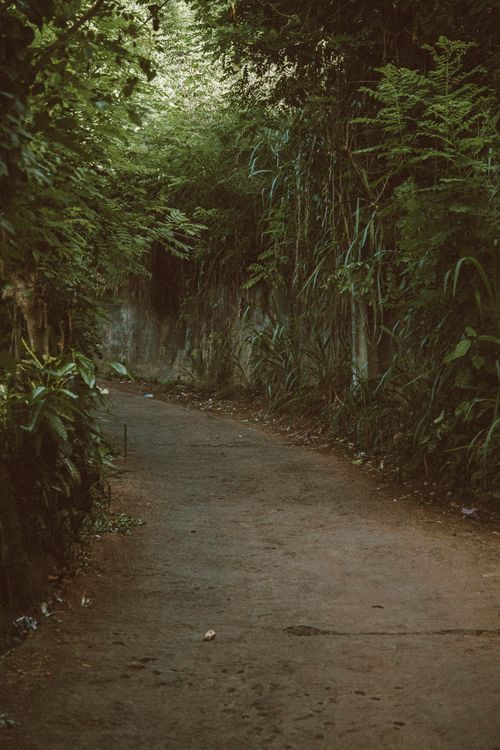 Free Explore a serene jungle pathway surrounded by lush greenery in Sri Lanka. Stock Photo