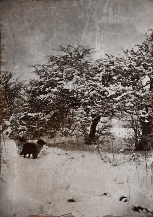 An Old Grayscale Photo Of A Dog Standing In A Snow Covered Land 