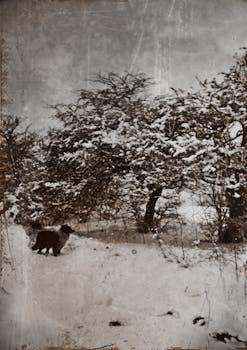 冬日经典的黑白场景中，白雪覆盖着树木，还有一只狗