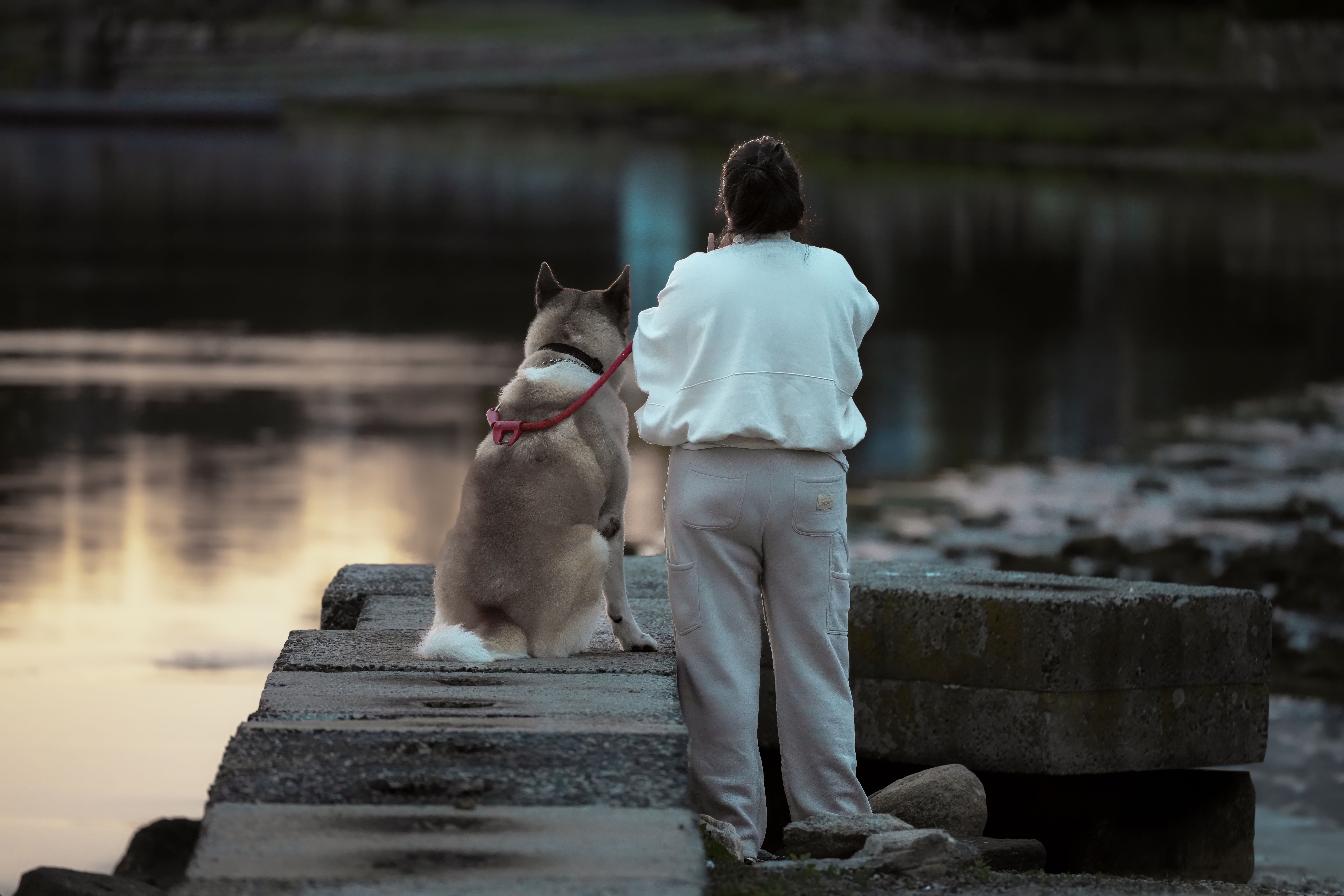 Beckenham Pet Retreat
