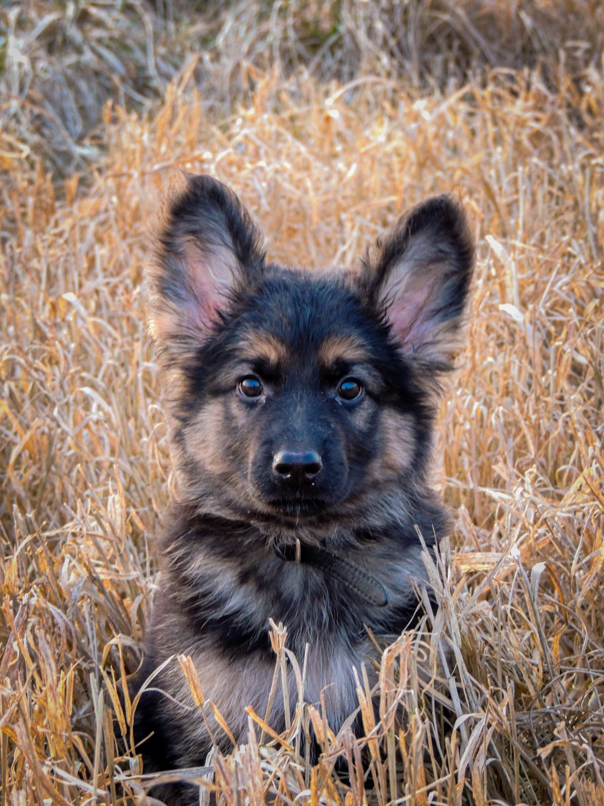 Bora, chiot femelle Berger Allemand
