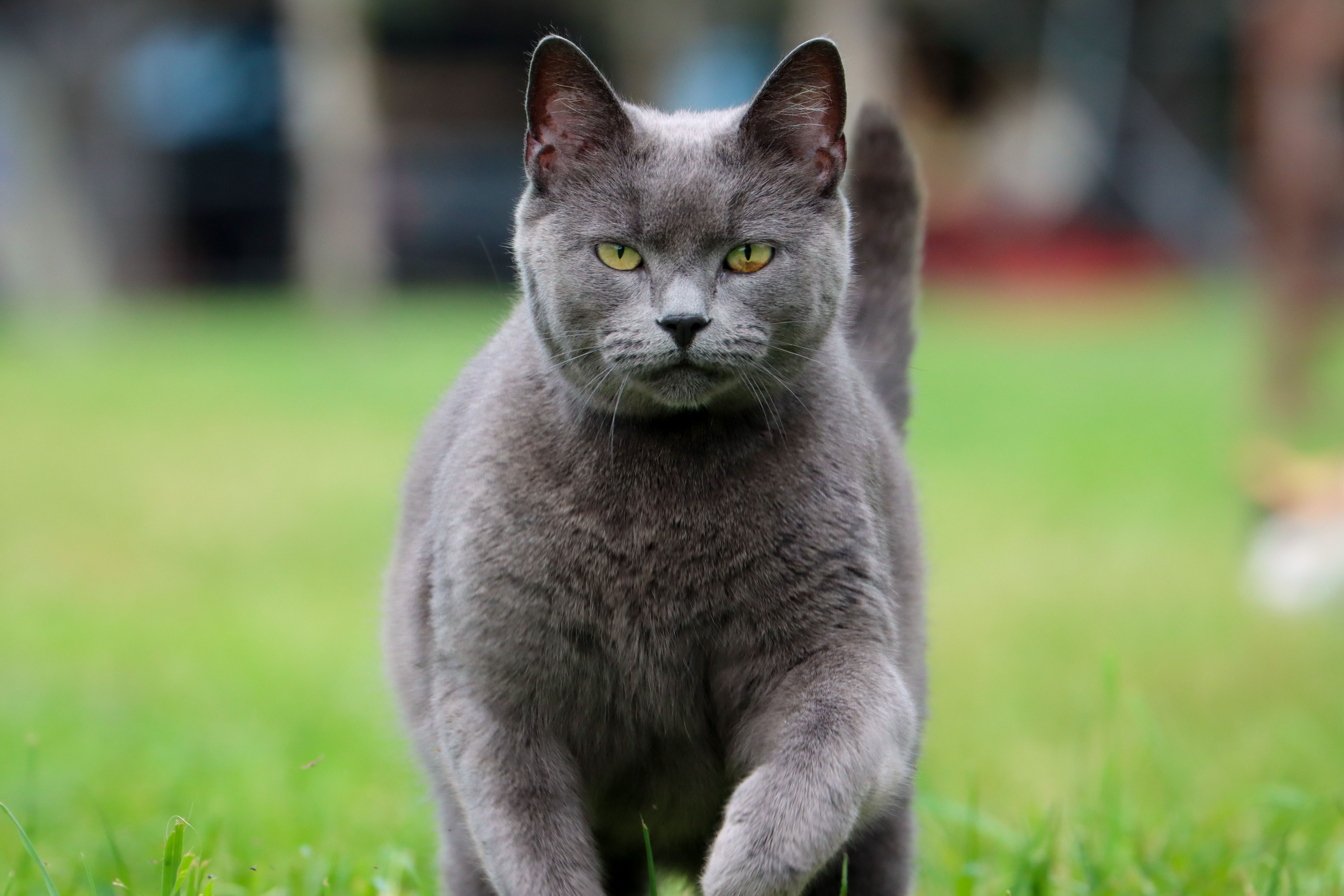 A focused gray cat with piercing yellow eyes walks confidently through lush green grass.