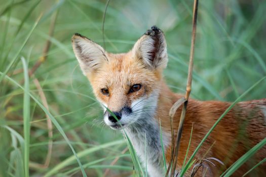 fox photo