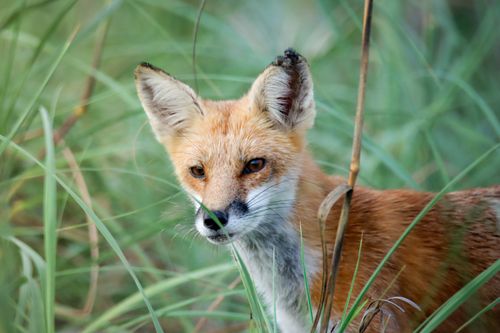 Free Close-up of a red fox amidst lush greenery, showcasing its curious gaze. Stock Photo