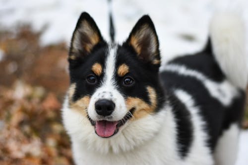 üç Renkli Köpeğin Seçmeli Odak Fotoğrafı