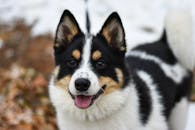 那只顽皮的三色狗，在户外露出了毛茸茸的微笑