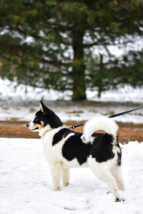 白と黒の犬