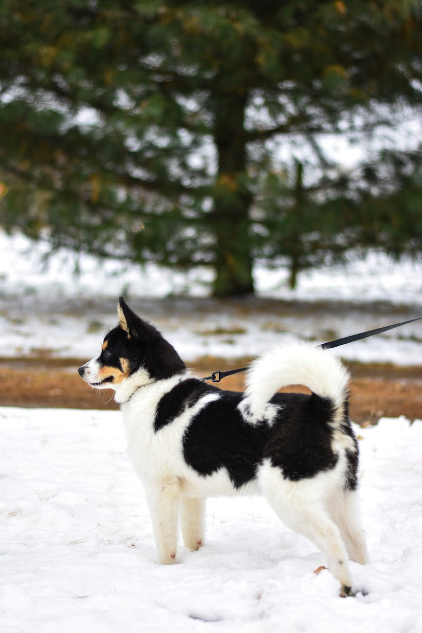 Weißer Und Schwarzer Hund · Kostenloses Stock Foto