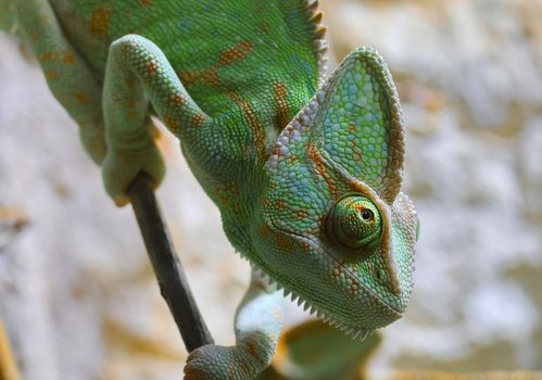 Close-up of a colorful chameleon perched on a branch, showcasing its vibrant scales and unique eyes.