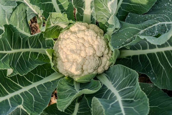 cauliflower