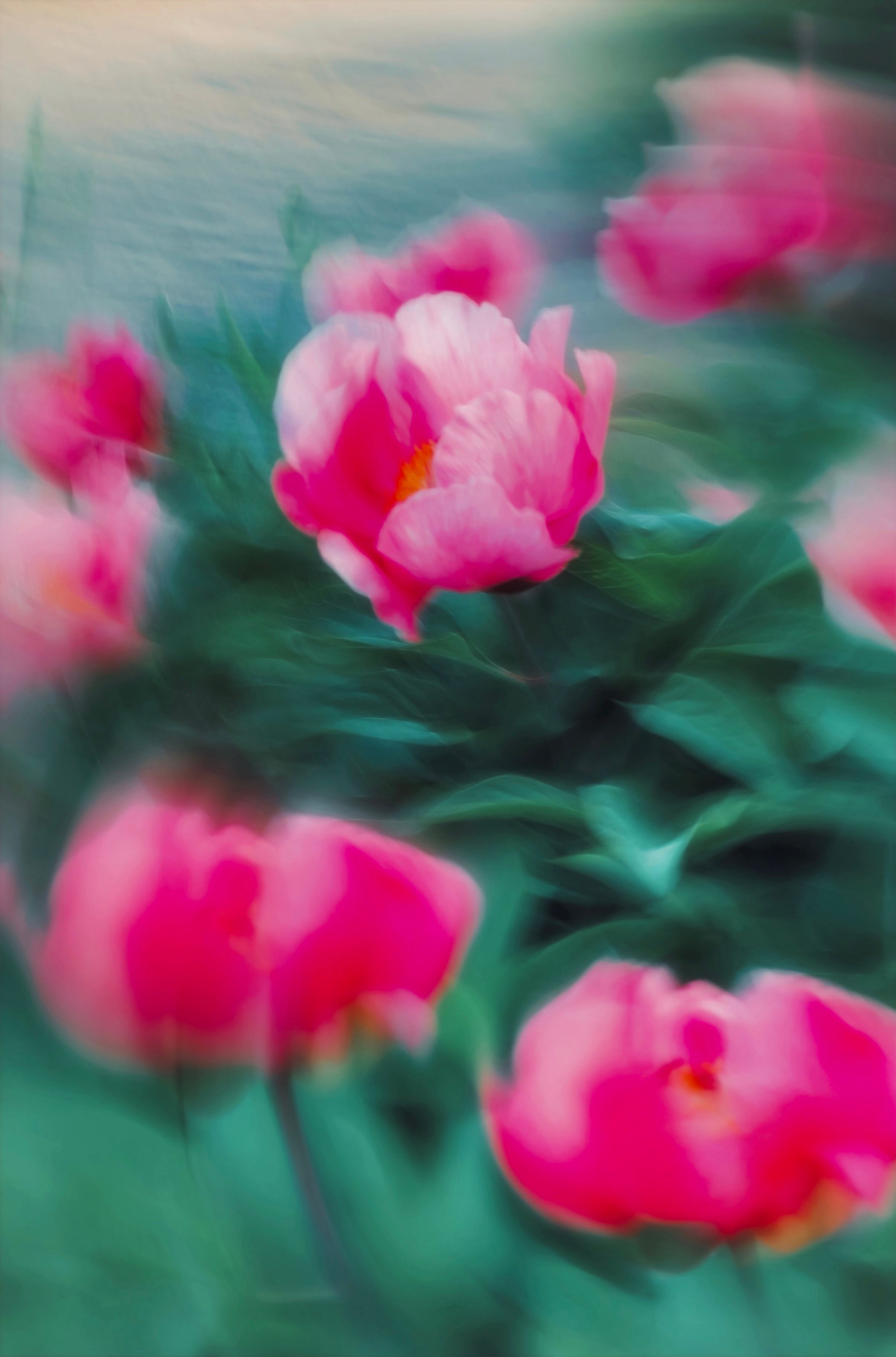 collapsed peony donut effect