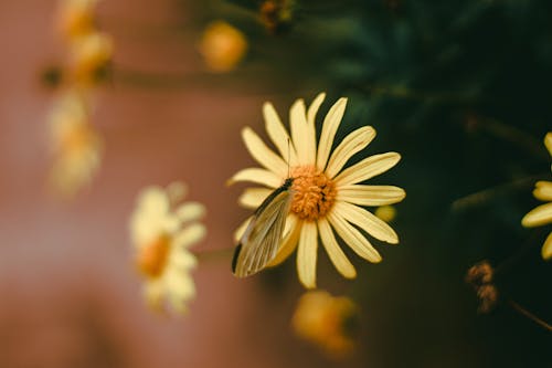 黄色い花の茶色の蛾のとまり木の選択的な焦点の写真