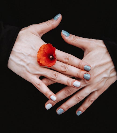 Free Person Holding Red-petaled Flower Between His Finger Stock Photo