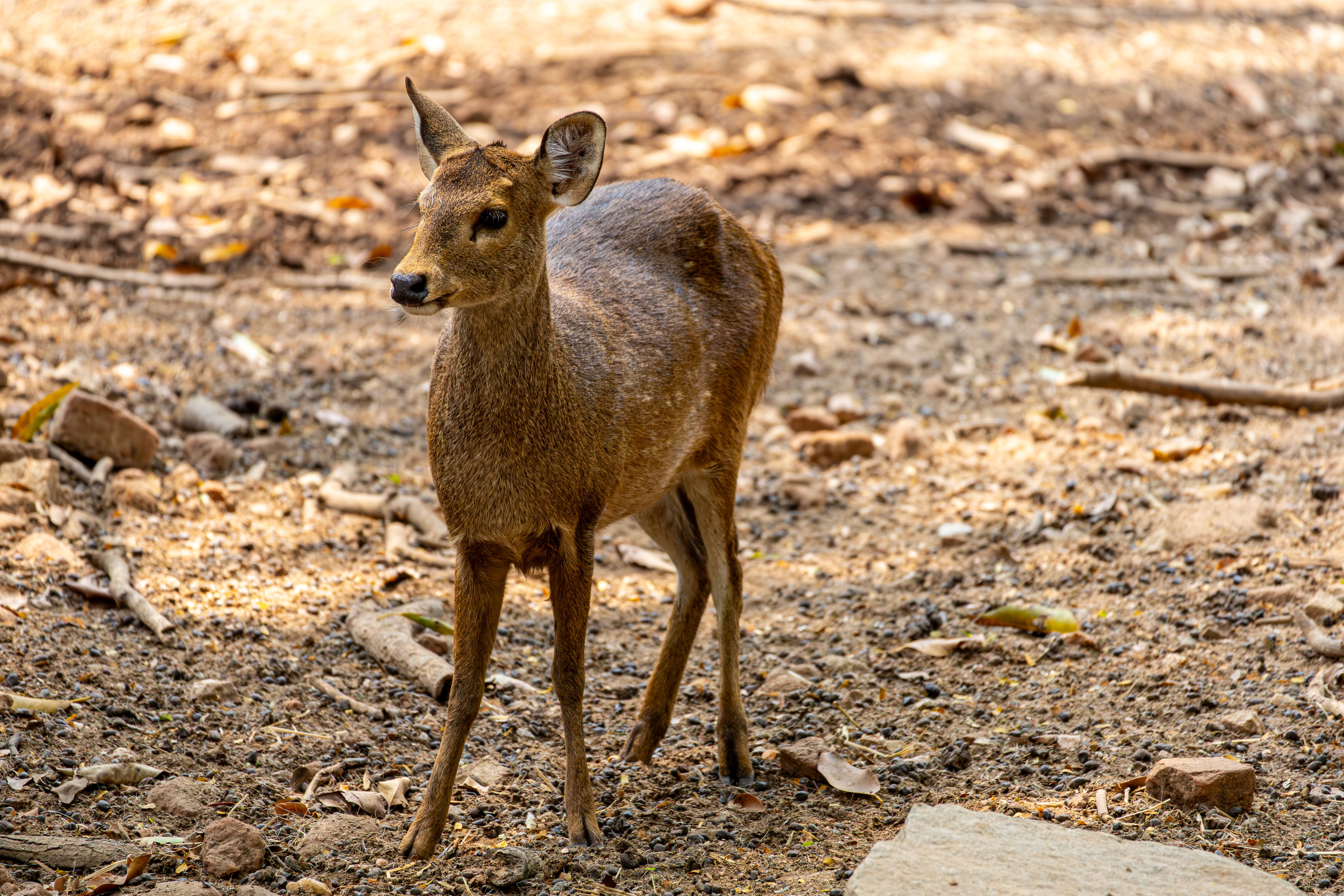 How old are button bucks? - The Institute for Environmental Research ...