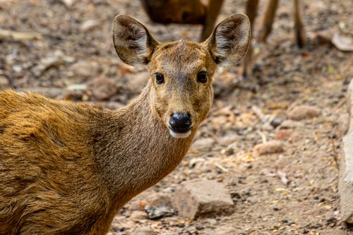 Free A Muntjac deer in a natural setting, showcasing its curious expression and detailed fur texture. Stock Photo