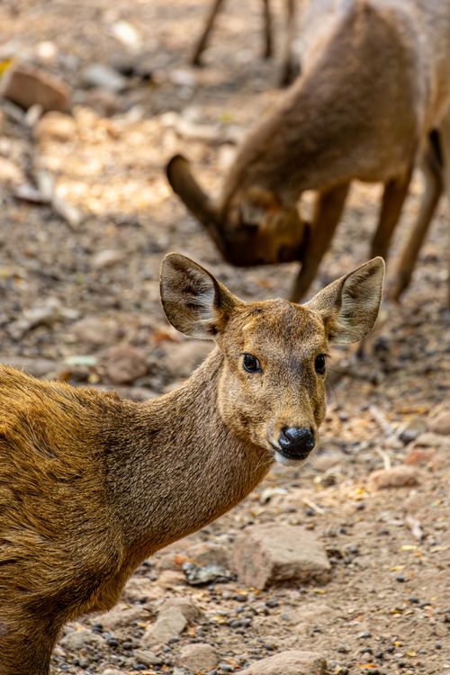 Free A curious deer glances at the camera in a sunlit forest setting, capturing the beauty of wildlife. Stock Photo