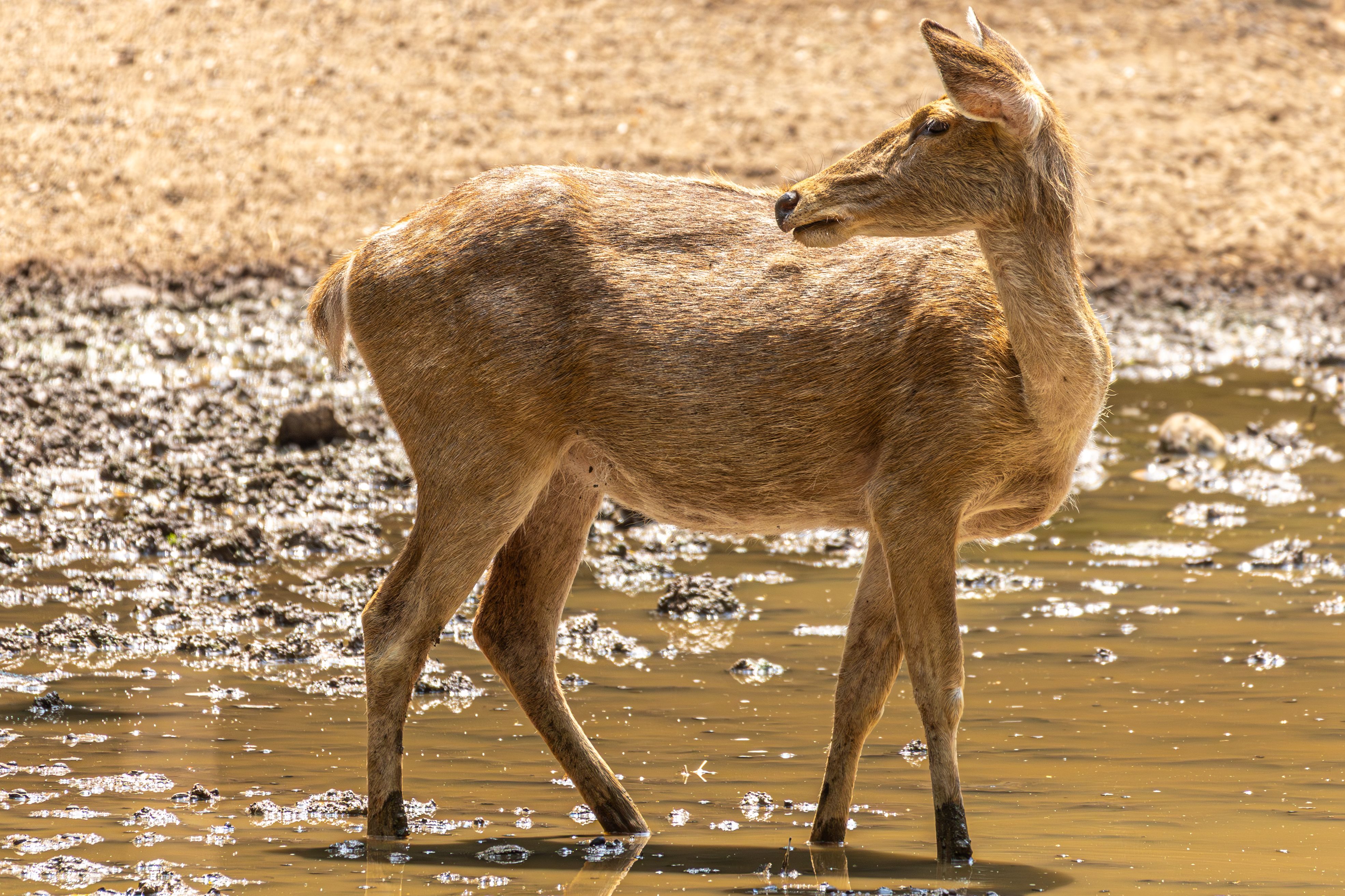 A deer standing in muddy water at a zoo during daytime, showcasing wildlife in a semi-natural setting.