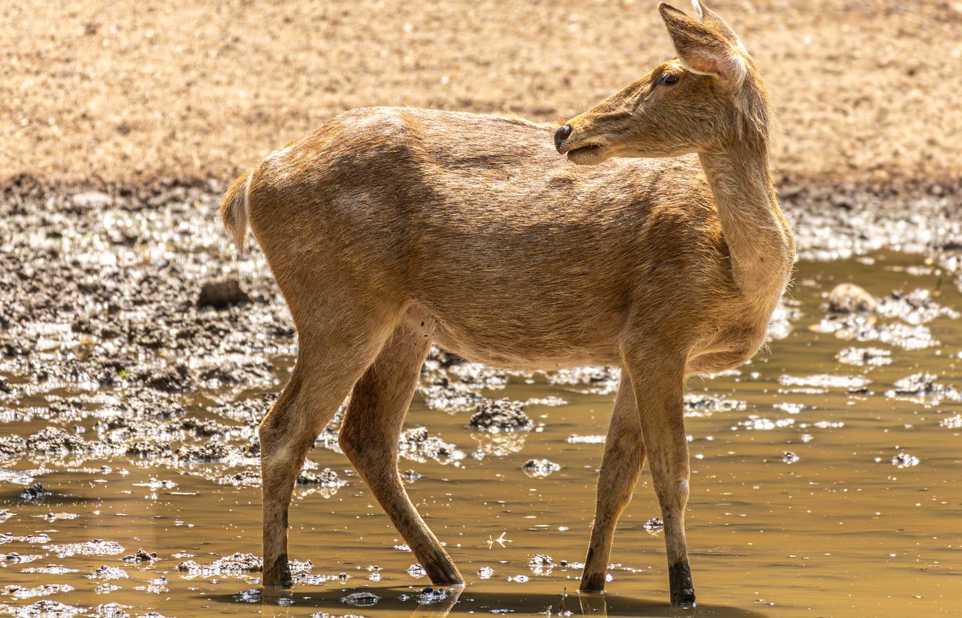 A deer standing in muddy water at a zoo during daytime, showcasing wildlife in a semi-natural setting.