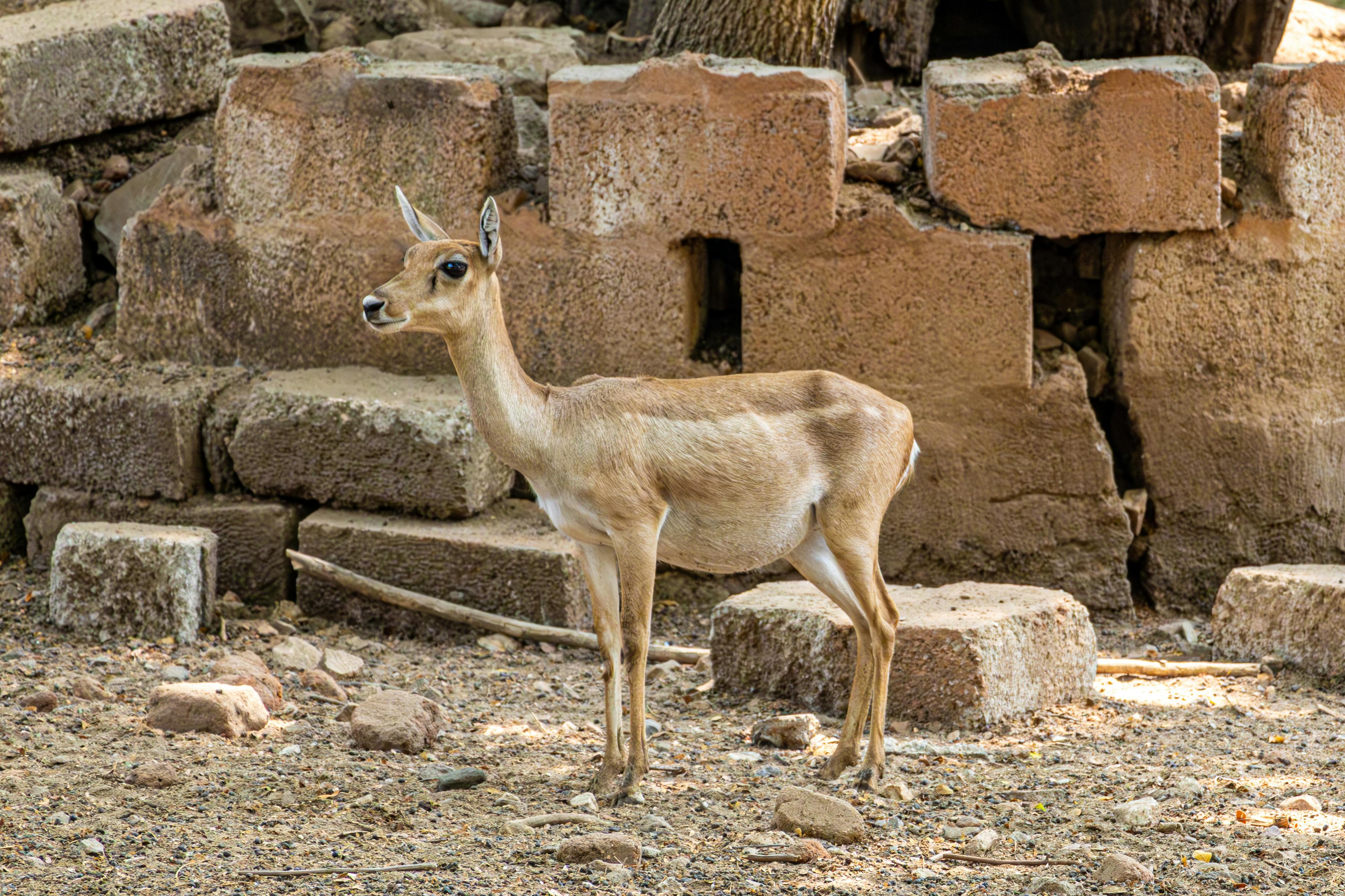 Gratuit Une antilope se tient gracieusement contre un mur de pierre rustique, mettant en valeur son élégance naturelle. Photos