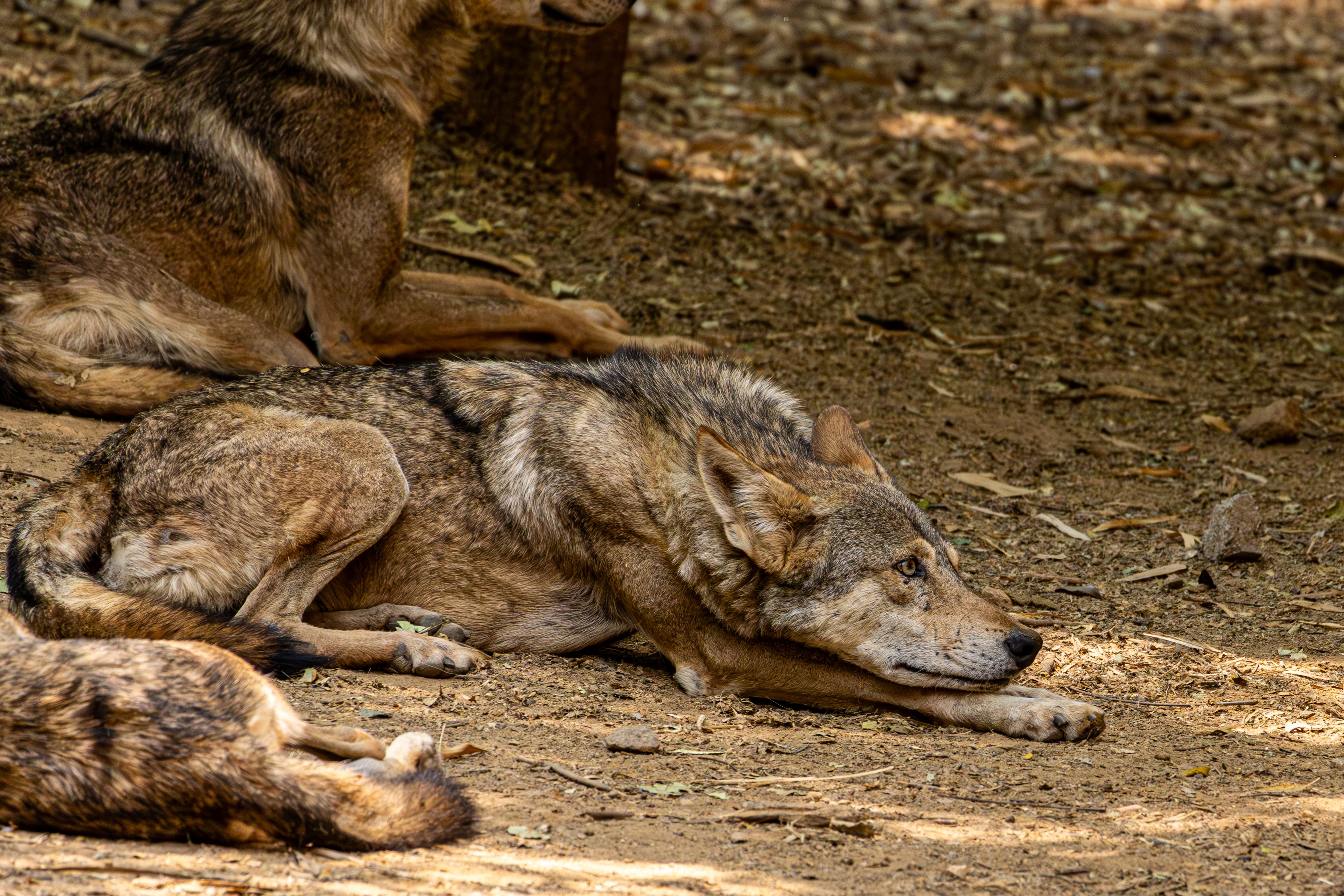 Sunday Sports: Watertown Wolves announce new coach, general manager — Photo by Regan Dsouza on Pexels