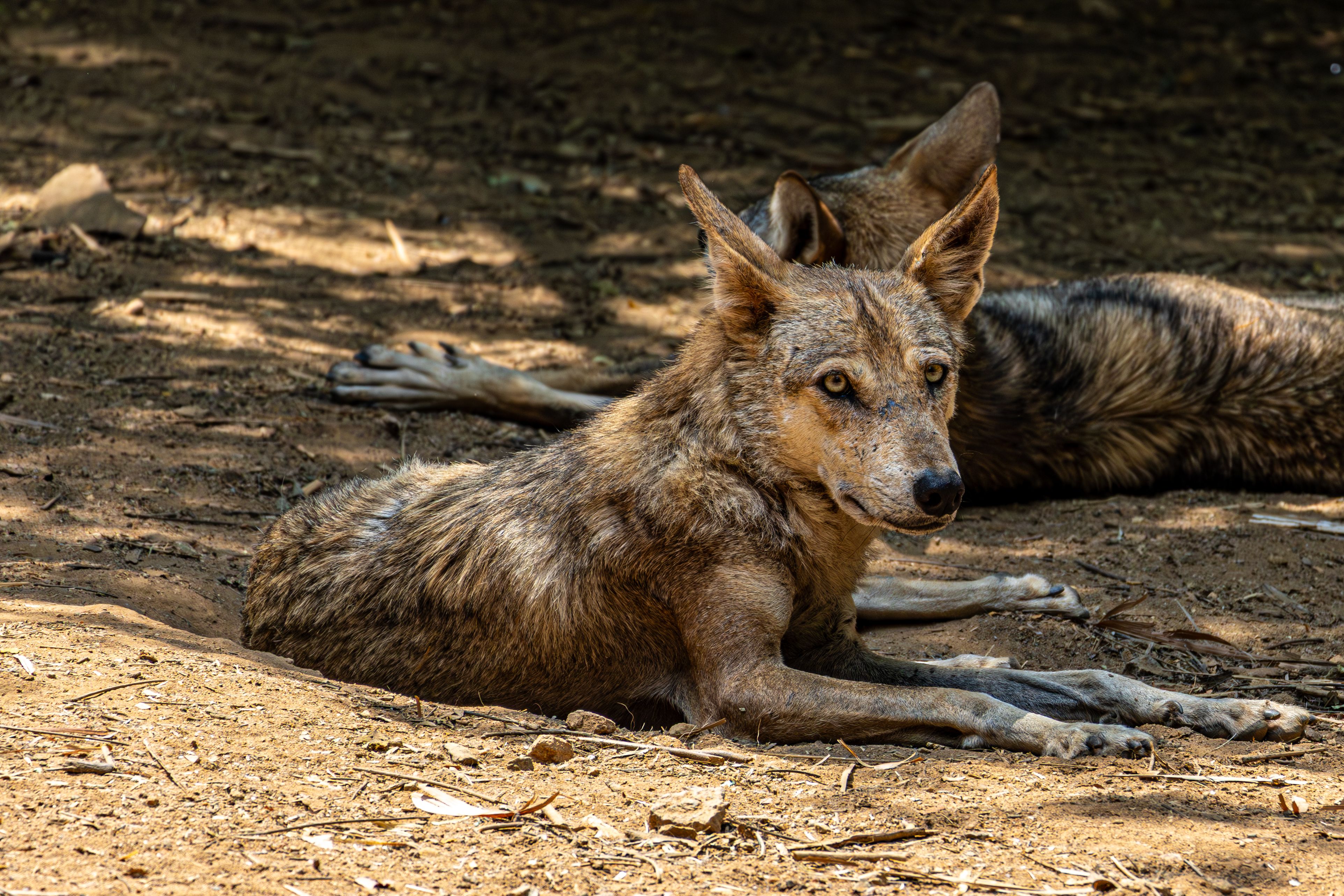 Two African wild dogs relaxing in the shade, showcasing their unique fur patterns and natural habitat.