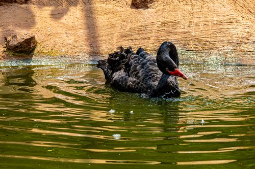 Free A serene black swan gracefully swims in a sunlit pond, creating gentle ripples. Stock Photo
