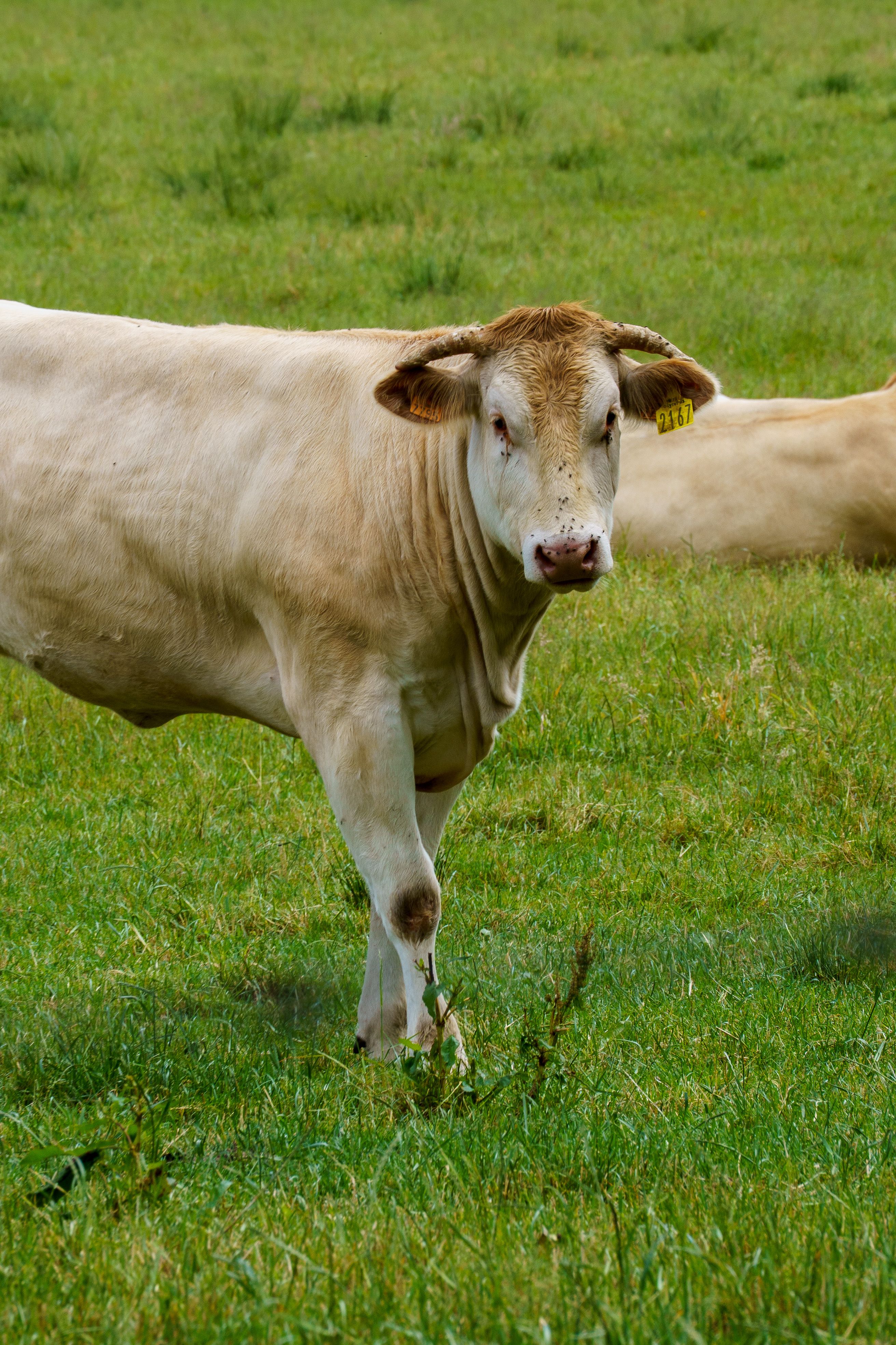 Holstein Cow Grazing in Belgian Pasture · Free Stock Photo