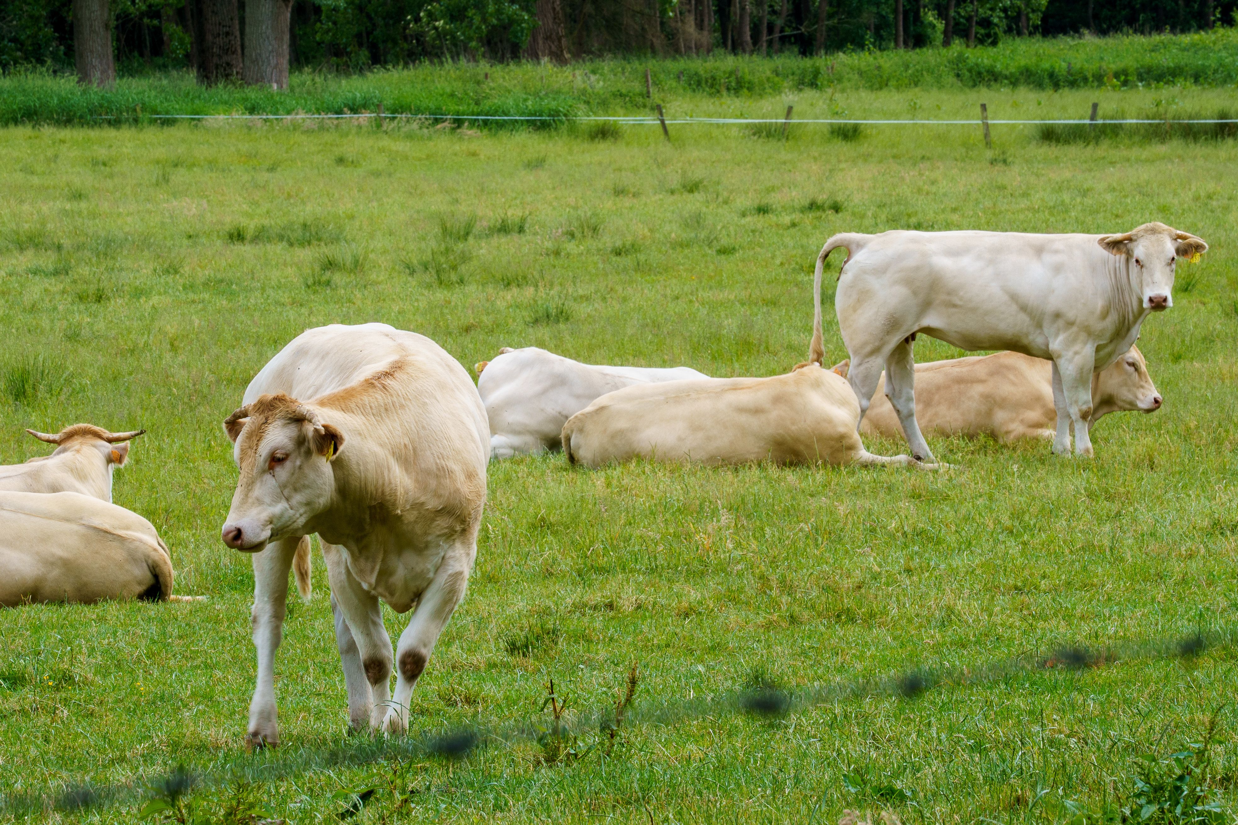 How Often Should You Monitor Cow Behavior? A Practical Guide for Farmers