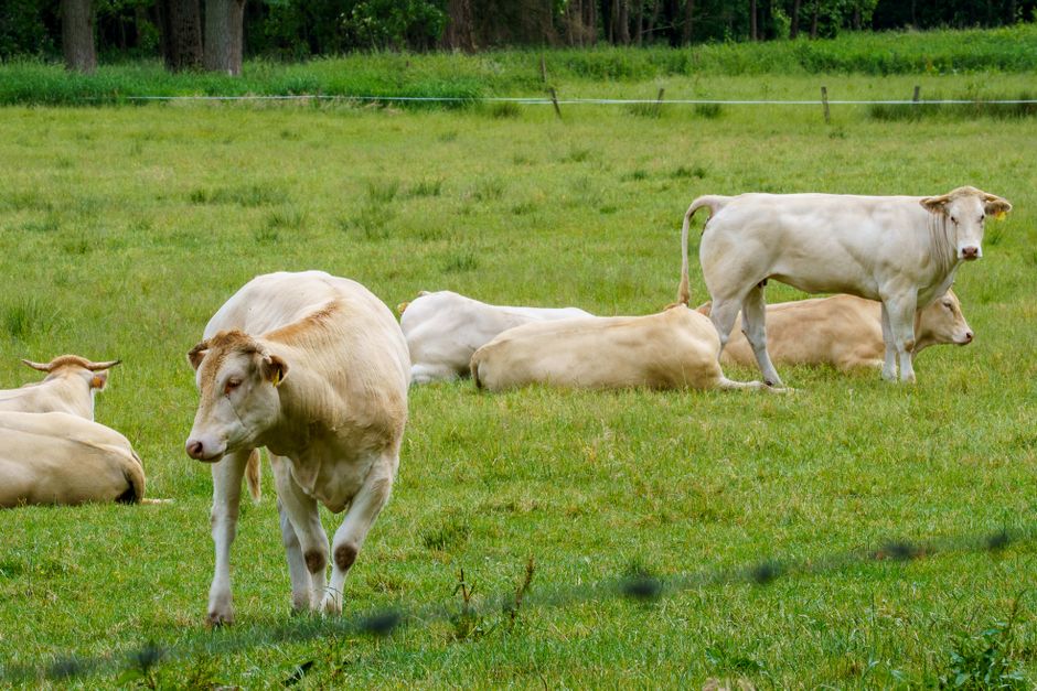 How Often Should You Monitor Cow Behavior? A Practical Guide for Farmers How Often Should You Monitor Cow Behavior? A Practical Guide for Farmers