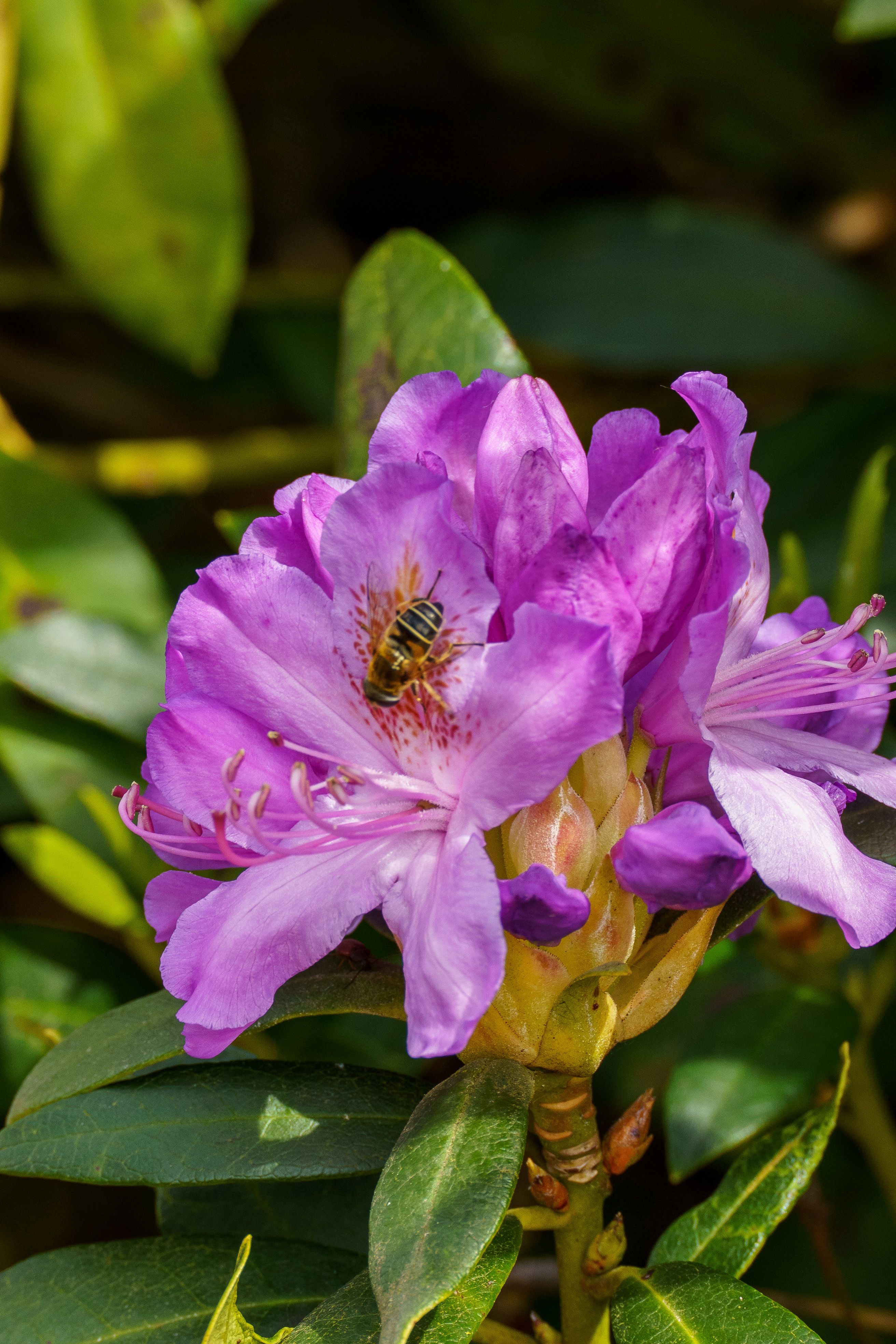 6.000+ Rhododendron Ponticum Bilder und Fotos  Kostenlos Downloaden   Pexels Stock-Fotos