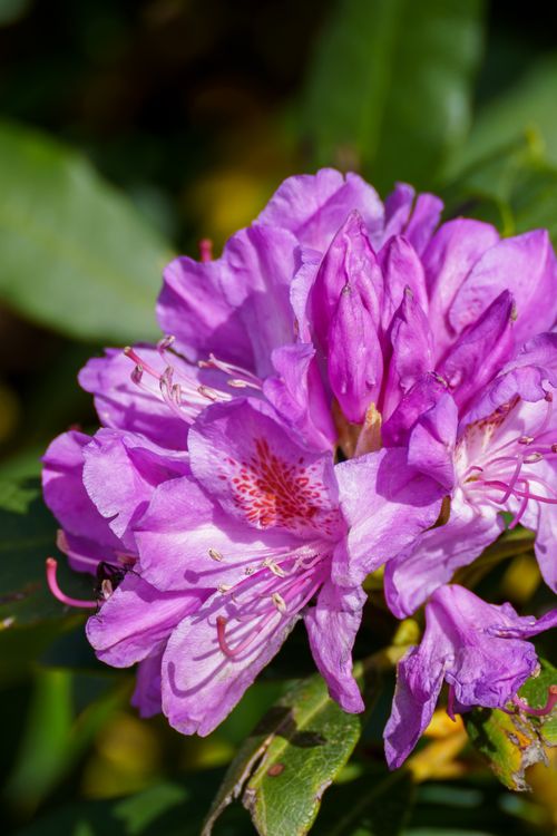 Free Close-up of a vibrant purple rhododendron flower in full bloom against green foliage. Stock Photo