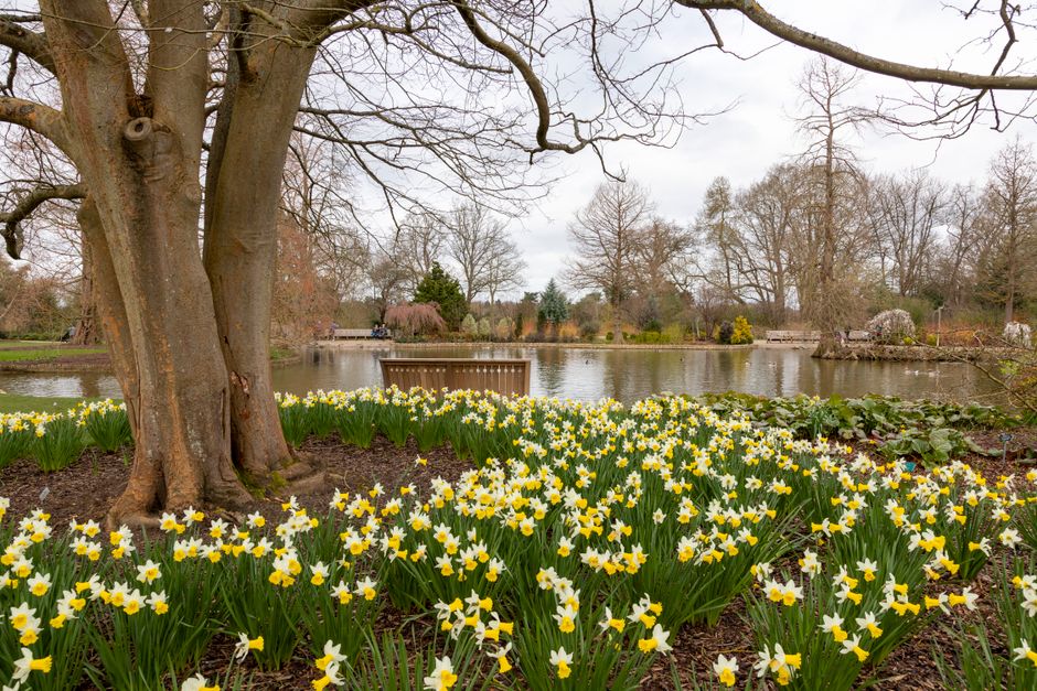 A tranquil spring scene featuring daffodils and a pond at Wisley Gardens, England.