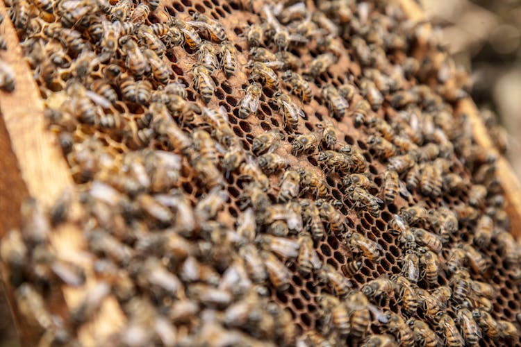 Bee Hive Producing Honey In Honeycombs On Apiary