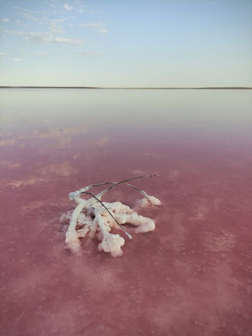 Free A tranquil view of a pink salt lake with crystallized branches at sunrise. Stock Photo