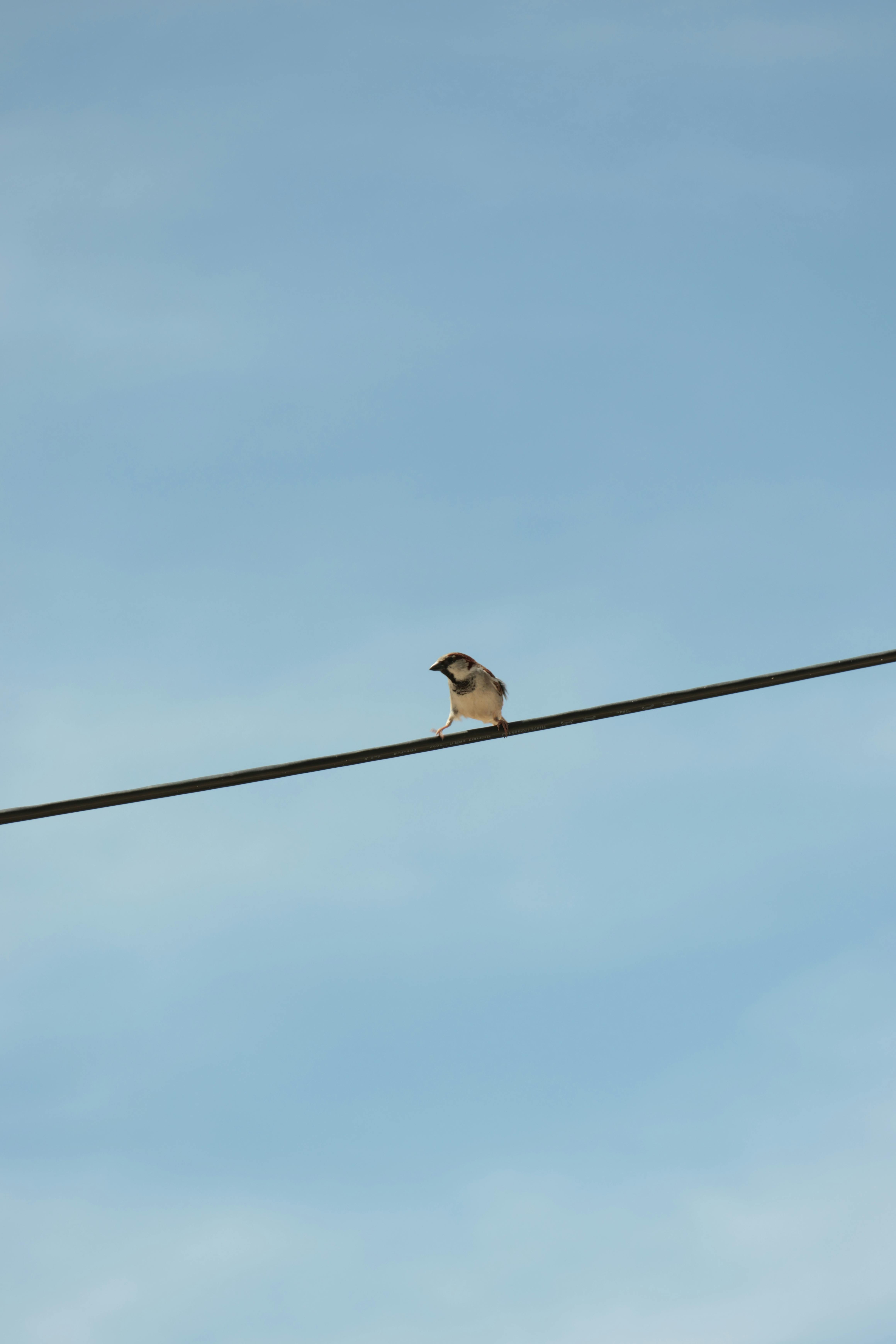 Bird Watching